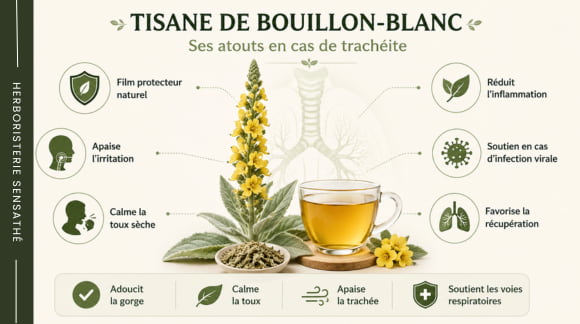 Bienfaits de la tisane de bouillon-blanc en cas de trachéite  apaise la toux sèche, protège les muqueuses et soutient les voies respiratoires - Herboristerie Sensathé
